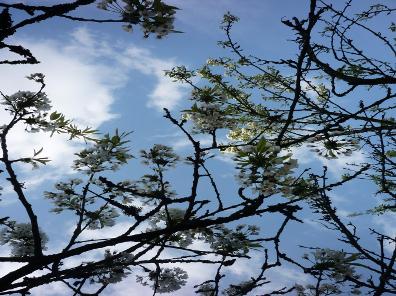 Himmel über Apfelblüten